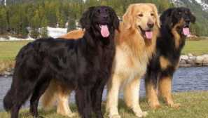 Hovastart - univerzálny guardian